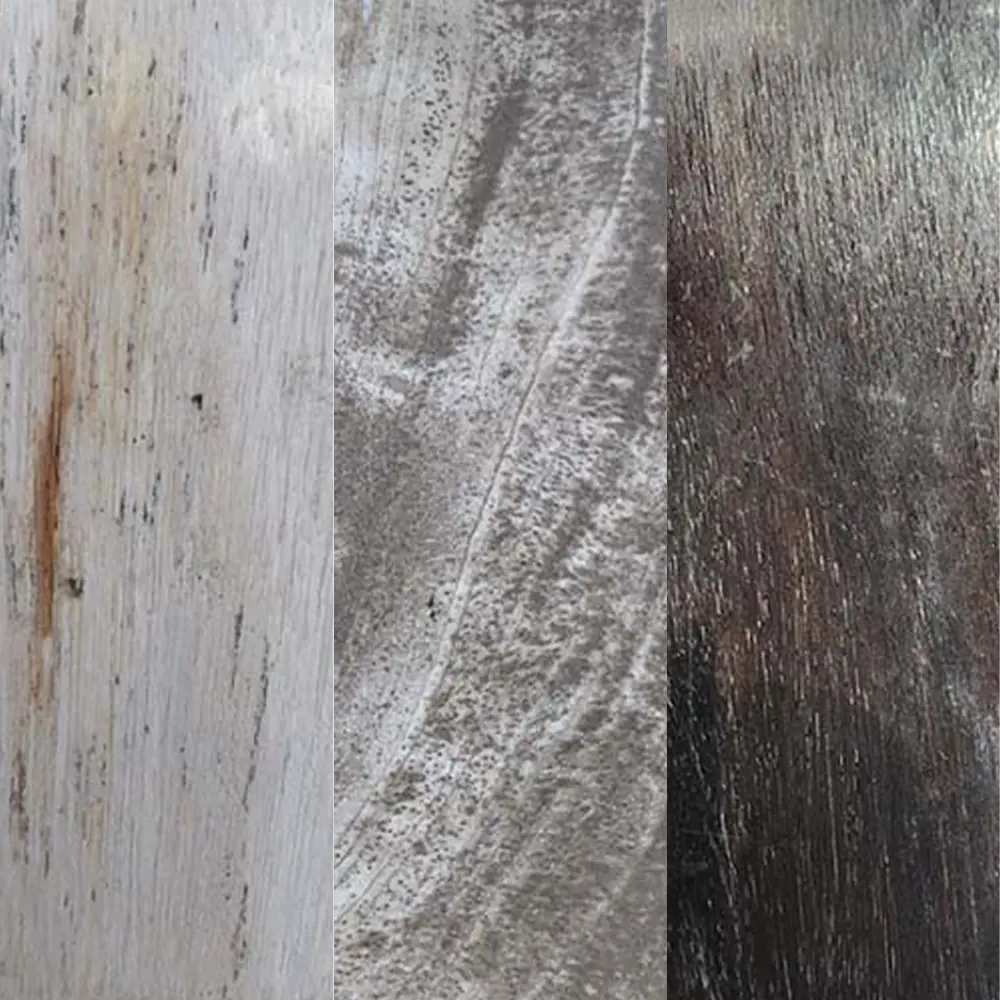 Petrified Wood
